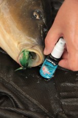 Carp Doctor